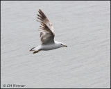 1569 Ring-billed Gull.jpg