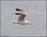 1627 Ring-billed Gull.jpg