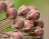 2768 Milkweed