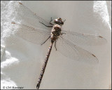 2934 Canada Darner male.jpg