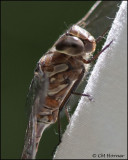 2940 Canada Darner male.jpg