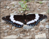 2963 White Admiral.jpg