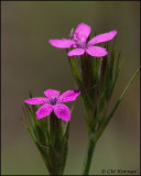 2967 Deptford Pink.jpg