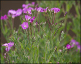 3208 Willow Herb sp