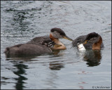 3247 Red-necked Grebe family.jpg