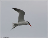 3367 Caspian Tern.jpg