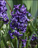 0122 Purple Hyacinth.jpg