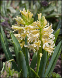 0124 Hyacinth.jpg