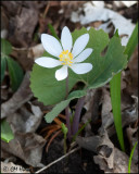 0147 Bloodroot.jpg