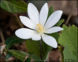 0153 Bloodroot.jpg