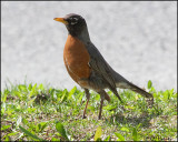 0164 American Robin.jpg