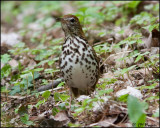 0287 Wood Thrush.jpg