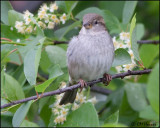 0331 House Sparrow female.jpg