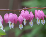 0370 Bleeding Heart.jpg