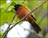 0443 Orchard Oriole.jpg