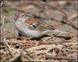0477 Field Sparrow.jpg