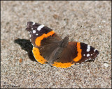 0484 Red Admiral.jpg