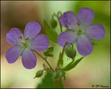 0575 Wild Geranium.jpg