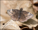0613 Wild Indigo Duskywing.jpg