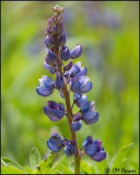0641 Wild Lupine.jpg