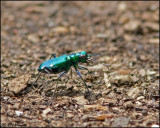 0652 Six-spotted Tiger Beetle.jpg