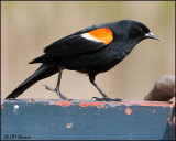 0748 Red-winged Blackbird male.jpg