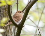 0772 Veery.jpg