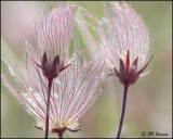0940 Prairie Smoke or Three-flowered Avens