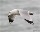 1160 Ring-billed Gull alternate.jpg