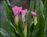 1265 Calla Lily.jpg