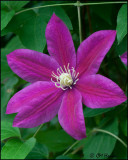 1285 Clematis.jpg