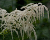 1310 Goats Beard.jpg