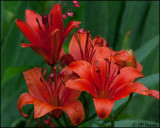 1321 Lilies and Coral Bells.jpg