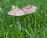 1342 Mushrooms.jpg