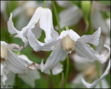 1351 Alpine Clematis.jpg