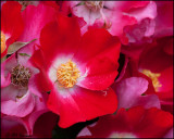 1359 Red Climbing Rose.jpg