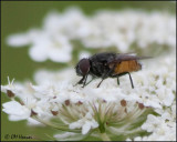 1755 Fly sp on Queen Annes Lace