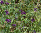 1764 Alfalfa or Lucerne