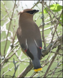 1773 Cedar Waxwing.jpg