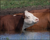 1861 Cattle.jpg