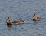 1862 Mallards.jpg