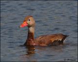1884 Black-bellied Whistling-Duck.jpg