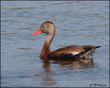 1902 Black-bellied Whistling-Duck.jpg