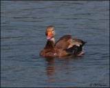 1904 Black-bellied Whistling-Duck.jpg