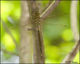 2025 Shadow Darner