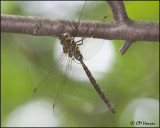 2031 Shadow Darner
