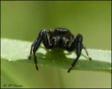 2101 Jumping Spider P.clarus.jpg