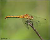 2138 Meadowhawk sp female.jpg