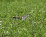 2334 Is it a Spotted Sandpiper or a Solitary Sandpiper? Please add your comments!