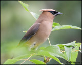 2525 Cedar Waxwing.jpg